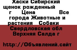 Хаски Сибирский (щенок рожденный 20.03.2017г.) › Цена ­ 25 000 - Все города Животные и растения » Собаки   . Свердловская обл.,Верхняя Салда г.